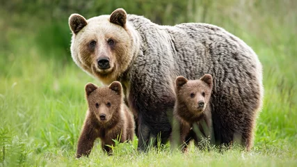 Foto op Canvas Beschermende vrouwelijke bruine beer, ursus arctos, die dicht bij haar twee welpen staat. Een schattige jonge zoogdieren met pluizige vacht verenigd met moeder in het midden van grasweide. Concept van dierlijke familie. © WildMedia