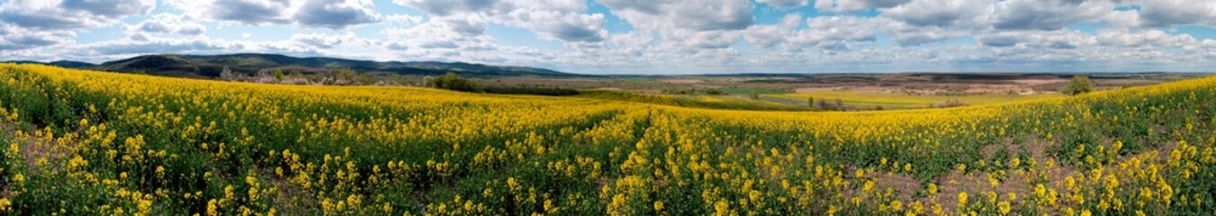Fototapeta premium Panorama of yellow rapeseed valley. The mountains and the beautiful spring sky in the background