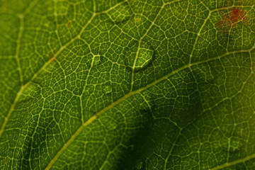 leaf dew water drop transparency green