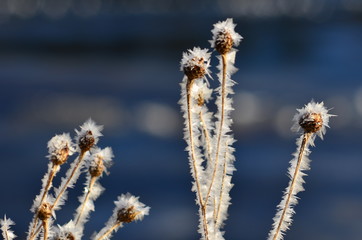Flower pods with hoar frost