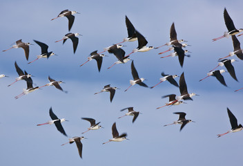 Cigüeñuela (Himantopus himantopus),