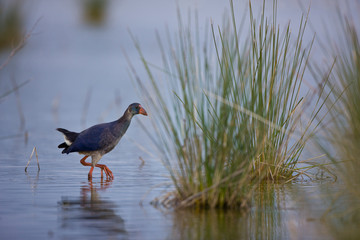 Calamon comun (Porphyris porphyris),