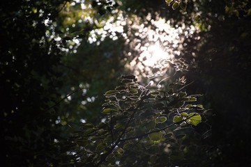 Tour de lumière