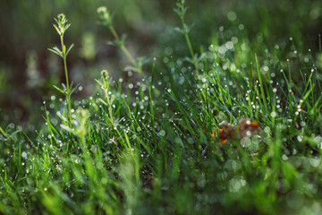 Drops of dew on the green grass on a sunny morning. Natural floral texture background. Selective focus, shallow depth of field. Beautiful natural bokeh.