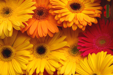 Gerbera jamesonii is a species of flowering plant in the genus Gerbera. It is indigenous to South Eastern Africa and commonly known as the Barberton daisy