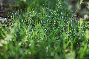 Drops of dew on the green grass on a sunny morning. Natural floral texture background. Selective focus, shallow depth of field. Beautiful natural bokeh.