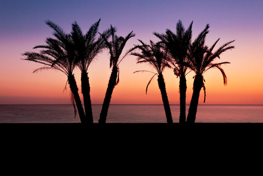 Silhouette palm trees with the Mediterranean sea horizon as the sun sets on the beach at La Herradura, Costa Tropical, Andalusia, Spain