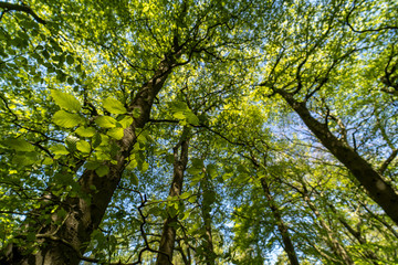 Yellow green tree canopy forest background, Worcestershire UK