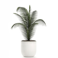 Fototapeta premium Palm tree in a white pot isolated on white background