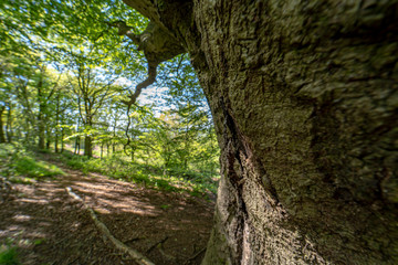 The broken bark of an old tree with forest background