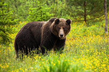 Attentive brown bear, ursus arctos, facing camera on green meadow in spring. Alert wild animal watching in summer with copy space. Animal standing in natural habitat.