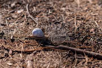 A garden snail creeps on soft forest soil. Helix pomatia, common names the Roman snail, Burgundy snail, edible snail or escargot. Soft selective focus.