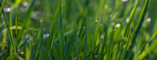 Drops of dew on the green grass on a sunny morning. Natural floral texture background. Selective focus, shallow depth of field. Beautiful natural bokeh. panorama