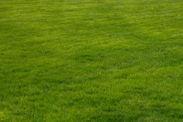 green grass lawn field on a snice summers day