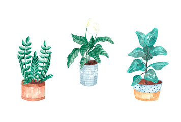 Watercolor hand-painted, green plants in flower pots. A set of flower elements isolated on a white background. The collection of indoor plants is ideal for printing, poster, postcard making