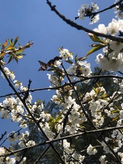 blooming cherry tree