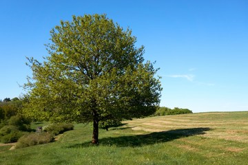 Fototapeta na wymiar beautiful oak tree with green foliage on a background of blue sky and green grass under the crown, summer landscape