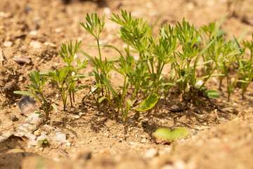 carrot green ground mud desert sand light plantation seedling