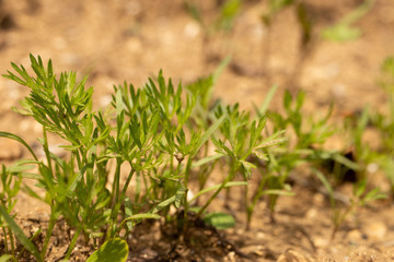 carrot green ground mud desert sand light plantation seedling