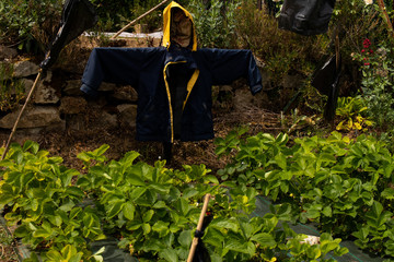Scarecrow afraid protect strawberry field green red