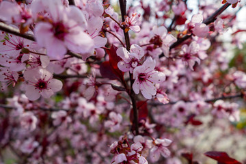 white and pink tree flowers blooming