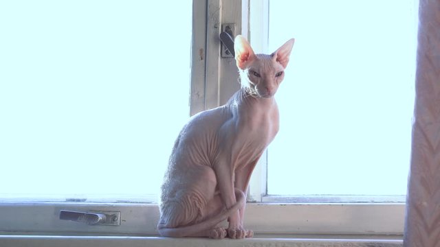 Beautiful funny sphynx cat sitting on window looking around in the rays of sunlight at sunset. Head of cat sphinx sitting. healthy wrinkled grey skin big ears summer relax petting hairless cat home 4k