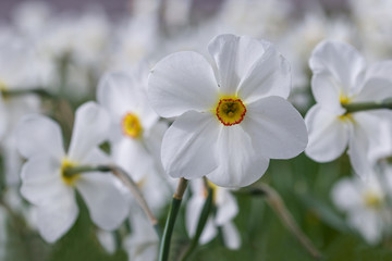 Obraz premium white and yellow daffodils
