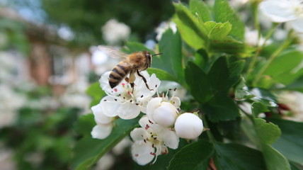 A bee on a hawthorn flower. Hawthorn is a genus of deciduous, rarely semi-evergreen tall shrubs or small trees belonging to the Rose family.