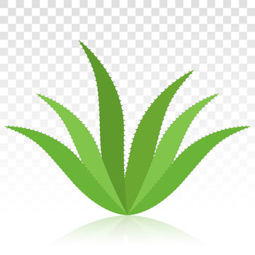 green aloe vera plant on transparent clip art preview