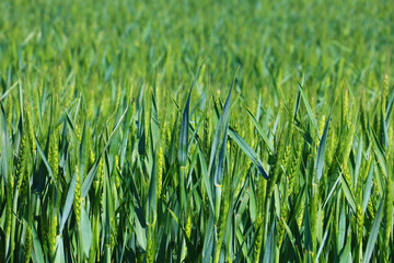 green wheat field close up