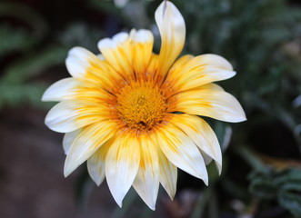 yellow flower in the garden
