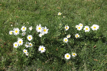 Oxeye dog daisy white spring flowers in the garden