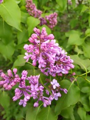 Fototapeta na wymiar purple lilac bush blooming in May day