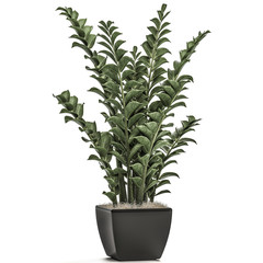 Zamioculcas in a black pot isolated on white background