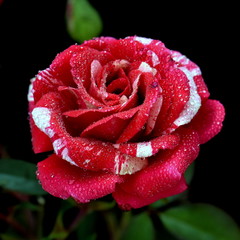 red rose with water drops
