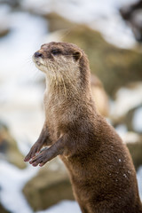 European otter, or Lutra lutra, standing on the rocks in the snow 
