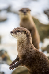 European otter, or Lutra lutra, standing on the rocks in the snow 