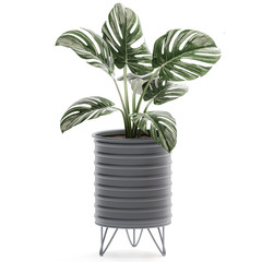 Monstera in a white pot on white background