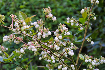 Komme im Herbst wieder - Gartenheidelbeere - Blüten