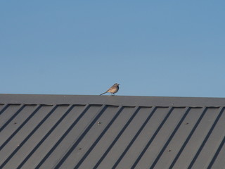A Wagtail sits on the roof of a building. A small grey bird.