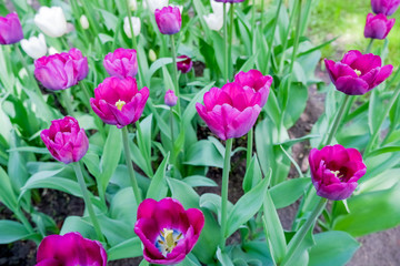 Holiday or birthday background with beautiful close-up purple tulips flowerbed.beautiful floral natural banner wallpaper. Blooming tulips. blossom tulip, spring flowerbed