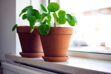 pilea peperomioides, Chinese Money Plant, Ufo Plant or Pancake plant in retro modern design home decoration