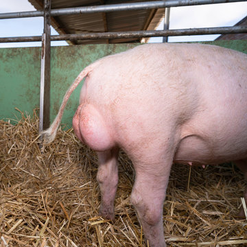 Bio - Schweinehaltung - Eber zeigt seine Hoden.