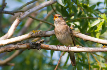 Thrush Nightingale, Luscinia luscinia. A bird sits on a tree branch and sings