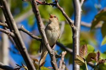 Thrush Nightingale, Luscinia luscinia. A bird sits on a tree branch and sings