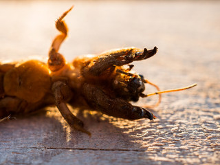 Mole cricket Gryllotalpinae is dangerous pest of root system of vegetables that lives underground and gnaws holes in ground. Great bait for fishing. first number for catching catfish