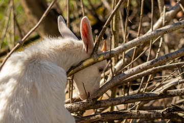 Small goat eating tree bark