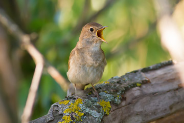 Thrush Nightingale, Luscinia luscinia. A bird sits on a tree branch and sings