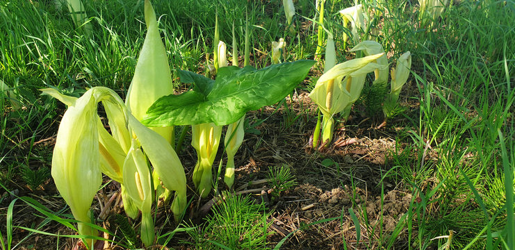 Blooming white flowers Arum Italicum in the green grass in the clearing of the forest. Panorama.