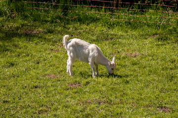Obraz premium Baby goat grazing on field